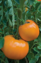 50 Pc Seeds Jubilee Golden Orange Tomato Plant, Tomato Seeds for Planting | RK - £13.21 GBP