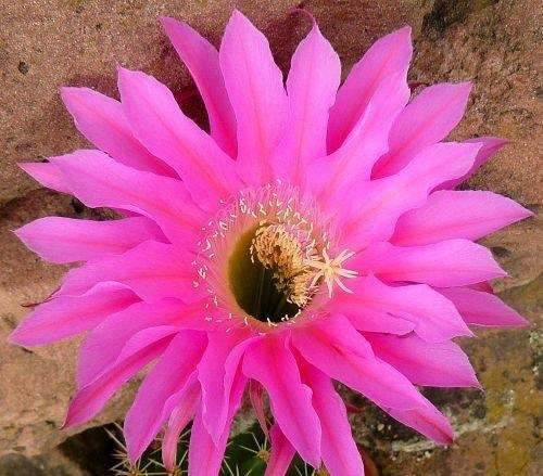 Echinopsis Maria Piazza syn Trichocereus MARIA PIAZZA