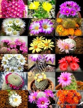Flowering Mammillaria Mix, Exotic Cacti Rare Cactus Plant Seed 30 Seeds - £7.16 GBP