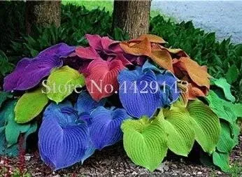 Rainbow Hosta Seeds - DIY Perennial for Home Gardens - £5.98 GBP