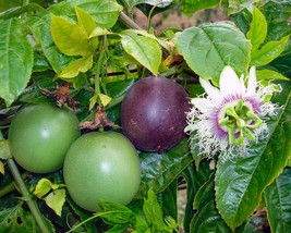 Passiflora edulis &#39;Possum Purple&#39; (Passion Flower) | Live Plant 4-8 Inch Tall - £19.97 GBP