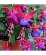 Multicolor Fuchsia - 200 Seeds - $7.97