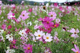 SHIPPED FROM US 700 Cosmos Sensation Mix Bipinnatus Flower Seeds, LC03 - £11.95 GBP