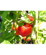 Creole Tomato Seeds, Heat Tolerant, Gulf Region Heirloom, NON-GMO, FREE ... - $2.69 CAD+
