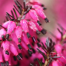 25 Bright Pink Bleeding Heart Seeds Dicentra Spectabilis Shade Flower 698 Fresh  - £8.02 GBP