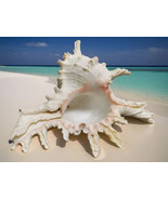 Large Rare Spiked Murex Conch Seashell 17cm Aquarium Home Decor Rare - €56,10 EUR