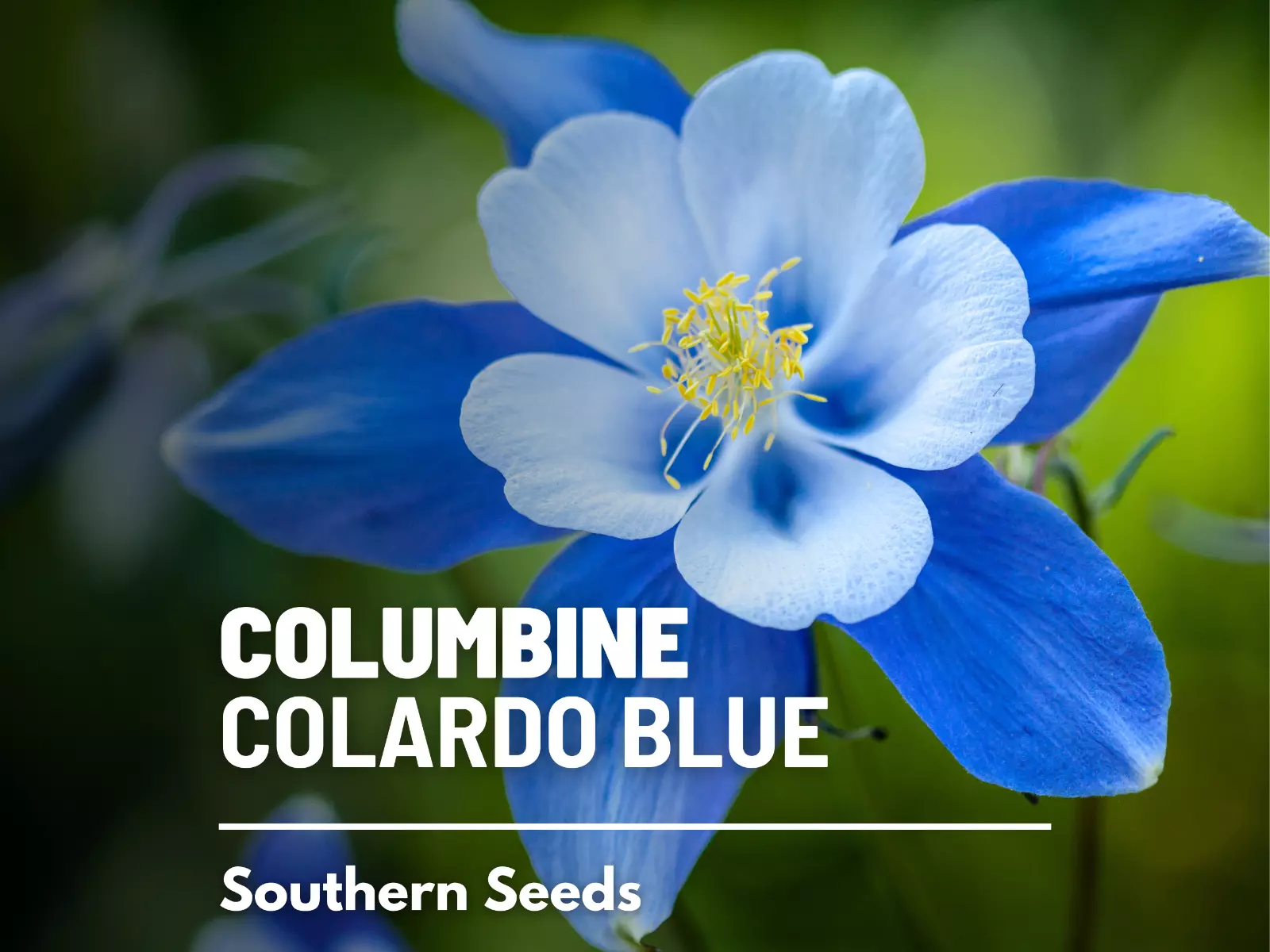 Columbine, Colorado Blue - 100 Seeds - Pollinator &amp; Hummingbird Friendly - $14.82