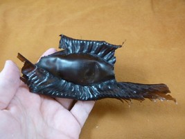 (s800-130) 5&quot; Elephant fish egg case casing educational Australian Ghost Shark - £30.30 GBP