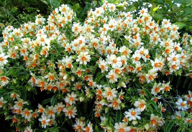 LKS Pereskia Aculeata Exotic Barbados Gooseberry Rose Cactus Cacti 10 Ho... - $33.32
