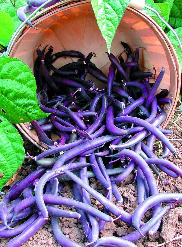 1 Lb Purple Bean Seeds Royal Burgundy Bush Beans 1400Ct New Fresh US Shi... - $65.50