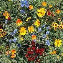 FREE SHIPPING 500 SEEDS Gulf Coast Wildflower Seed Mix 24 Species - £10.38 GBP