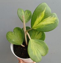 Variegated Sweetheart Hoya Live Plant Flower Home Garden Plant Easy Grow - £61.53 GBP