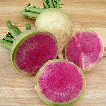 100 Watermelon Radish Seeds Chinese Red Meat Radish Beauty Heart Fresh USA Fast  - £6.38 GBP