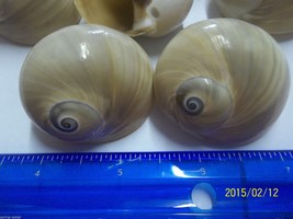 ocean sea shell lot of 6 Whales Eye shells for craft nautical  LOT 753 - £4.16 GBP
