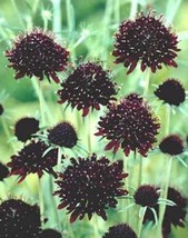 TH 35 Seeds Ace Of Spades Black Pincushion Scabiosa Flower Seeds / Perennial - £11.86 GBP