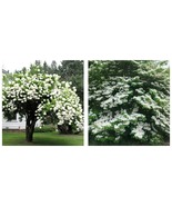 3&quot; Pot - Japanese Snowball Shrub - 6-12&quot; Tall - Live Plant - Viburnum pl... - £66.85 GBP