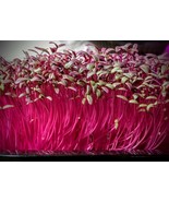 BPA 1 Oz Red Amaranthus Seeds Annual Wildflower Sprouting Garden Contain... - £12.64 GBP