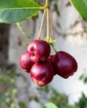 Magenta Lilly Pilly Magenta Cherry 10 Seeds Fresh Garden - £13.32 GBP