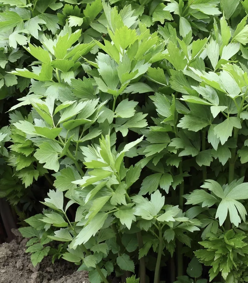 TISSS 200 Lovage Seeds Non GMO Open Pollinated USA Seller - $8.68