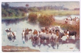 Postcard View On Ceylon Tea Estate Lipton Series - $4.94