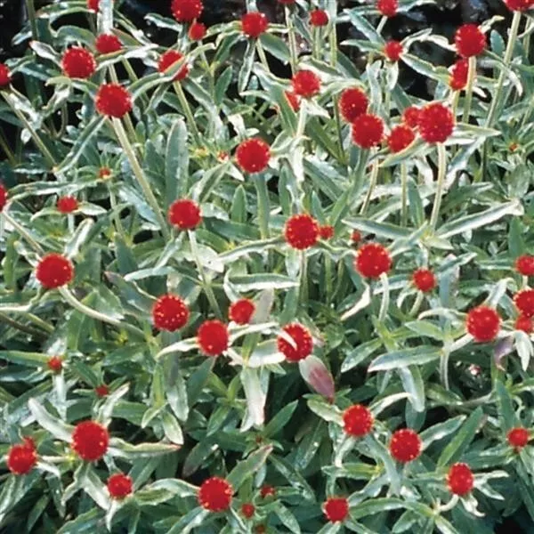 Gomphrena Strawberry Fields - 25 Seeds, Non-GMO - $4.24