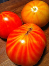 HeirloomSupplySuccess 100 Seeds Heirloom Mr Stripey Tomato Seeds - £24.14 GBP