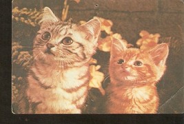 Latvia Riga 1990 Fauna Animals CAT pussy-cats kittens photo by Kotovich - £1.96 GBP