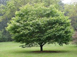 American Hornbeam tree (Carpinus caroliniana) quart pot image 5