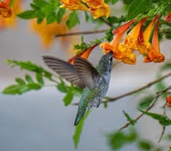 50+ Orange Trumpet Vine Seeds Free S&amp;H creeper hummingbird magnet organic - $2.90