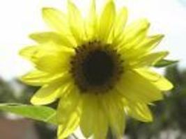 Sunflower Flower Seeds, Lemon Queen 25 Seeds - £8.77 GBP