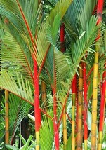 500 Red Sealing Wax &quot;Lipstick&quot; Palm Tree Seeds (Cyrtostachys Renda) House Plant  - £182.97 GBP