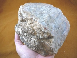 (DF847-9) 6 Lb Fossil Real Dinosaur Poop Coprolite Dino Valley Utah Dung Scat - £81.43 GBP