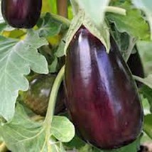 Eggplant Seed, Black Beauty, Heirloom, Organic, Non Gmo, 500 Seeds, Vegetable - £7.74 GBP