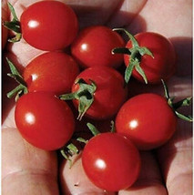 SEPTH 50 Seeds Mini Charm Tomato Tomatoe Vegetable Garden Edible Canning - £4.10 GBP