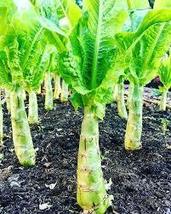 Chinese Lettuce Stem Woju Wosum 100 Seeds Fast Shipping - $8.77