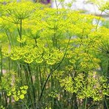 Fennel Florence 200 NON GMO Seeds - £5.45 GBP
