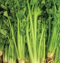 SKM Celery Tall Utah Seeds 2000 Vegetable Non Gmo Easy to Grow - $12.97