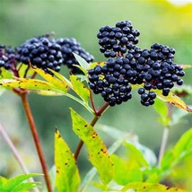 Elderberry Black Elderberry Tree Berry 35 Seeds Fresh Garden - £5.31 GBP