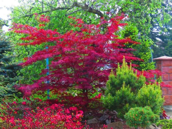 30 Amur Maple Tree Seeds For Planting Acer Tataricum Ginnala Usa Seller - $17.92