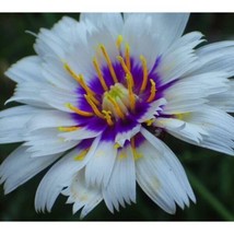 50 White Cupid&#39;s Dart Love Potion Plant Seeds Catananche Alba White - £7.11 GBP