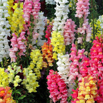 Magic Carpet Mix Snapdragon Seeds Seed Store - £7.83 GBP