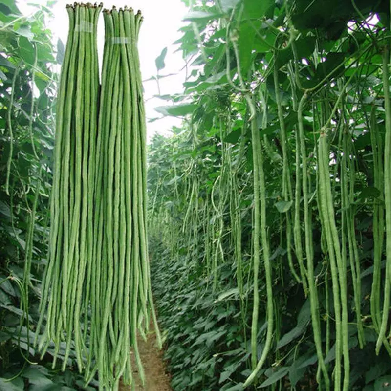Easy Grow - 50 Yard Long Cowpea Bean Seeds - Heirloom - Non-GMO - Good P... - $3.89