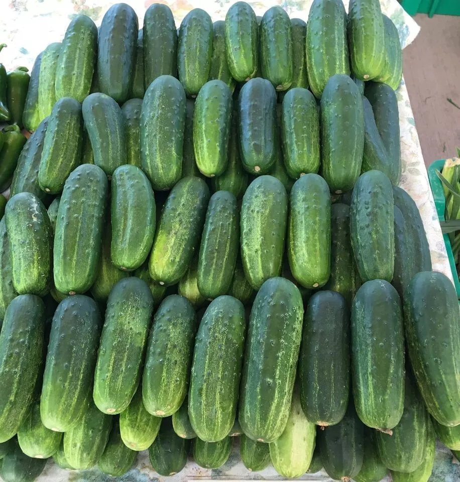 25 Seeds Kentucky Cucumbers Quick Harvest Of 52 Days Cucks Vegetable Garden - £7.80 GBP