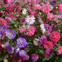MBK 1000 Aster Powder Puff Mix Seeds Seeds Organic Bulk Seeds - $201.22 MXN