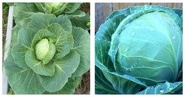 Cabbage Seeds - Golden Acre 4 g Paket=950 Seeds - £15.13 GBP