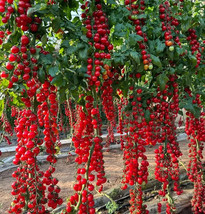 FMG 10 Waterfall Tomatoes Seeds Sweet High Yield Heirloom Organic Fast Grow - $215.11 MXN