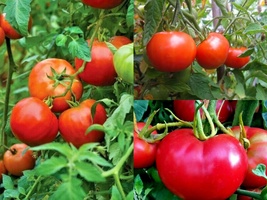 51+Bradley BUSH TOMATO Compact 36&quot;Tall Vegetable Seeds Garden Container - $13.00