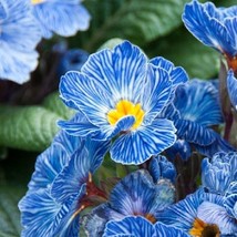 25 Primula Blue Zebra Primrose Flower Seeds - $23.85