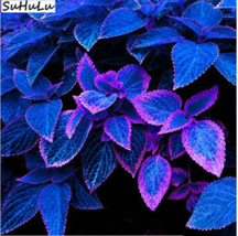100 pcs Japanese Blue Coleus Plant Foliage Plants Perfect Color Dragon Beautiful - £6.20 GBP