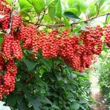 New Fresh Seeds 7 Schisandra Chinensis Herb Seeds - $11.98